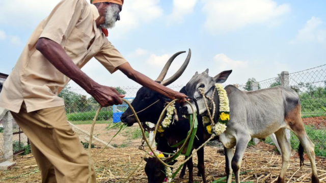 Sustainable and organic farming: how are they different?