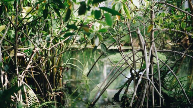 India: Planting mangroves as climate defense